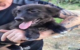 Altre razze cani in regalo: Cuccioli di 3 mesi cercano adozione urgente  a Provincia di Parma - Immagine 25