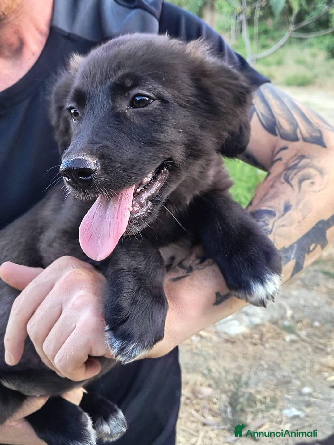 Altre razze cani in regalo: Cuccioli di 3 mesi cercano adozione urgente  a Provincia di Parma - Immagine 25