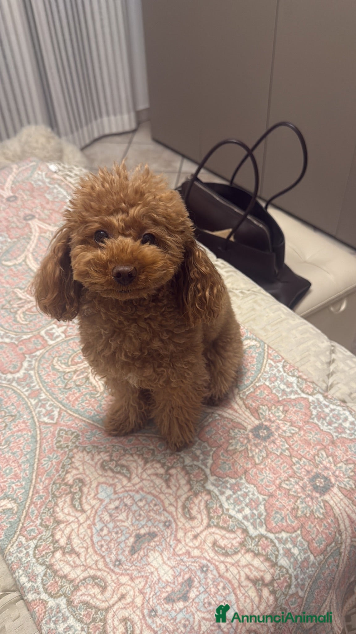 Barboncino Toy cani Cuccioli di barboncino toy  - Annuncio 1