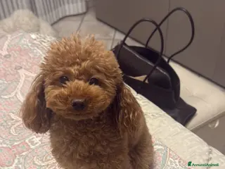Barboncino Toy cani Cuccioli di barboncino toy - Annuncio 3