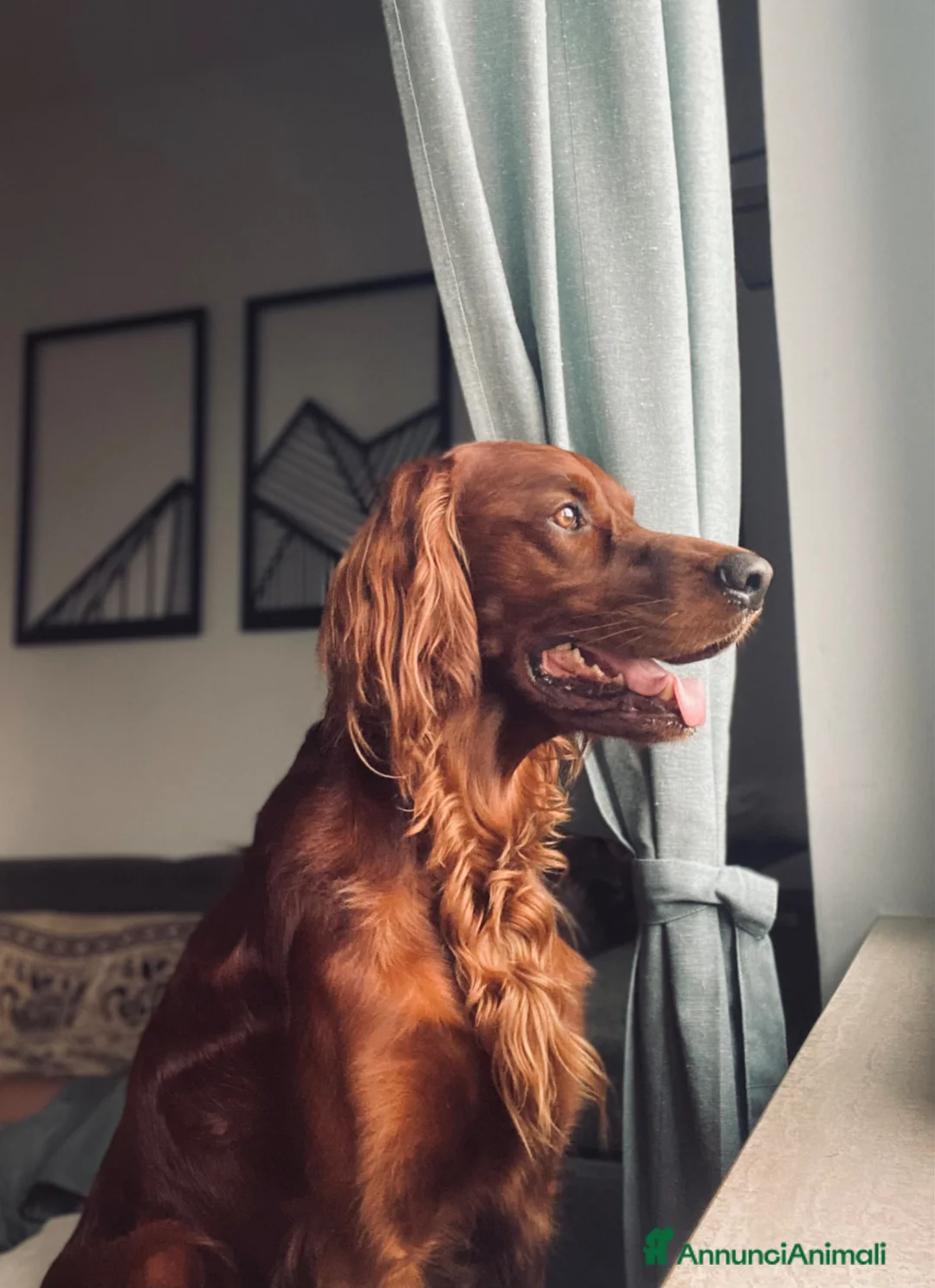 Setter Irlandese cani per accoppiamento: SIRO setter irlandese disponibile per monta - Annuncio 2