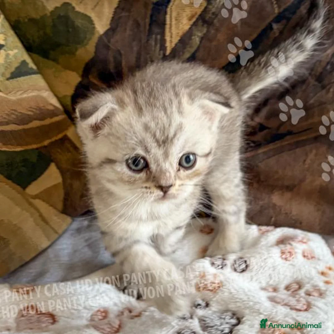 Scottish gatti in vendita: Cuccioli Scottish Fold e Straight con Pedigree - Annuncio 38