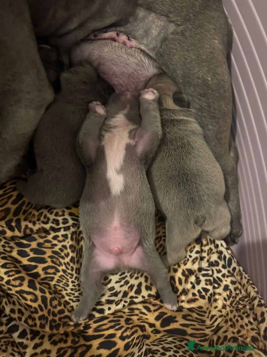 Bulldog Francese cani in vendita: bulldog francese colorazione exotic a Provincia di Fermo - Annuncio 8