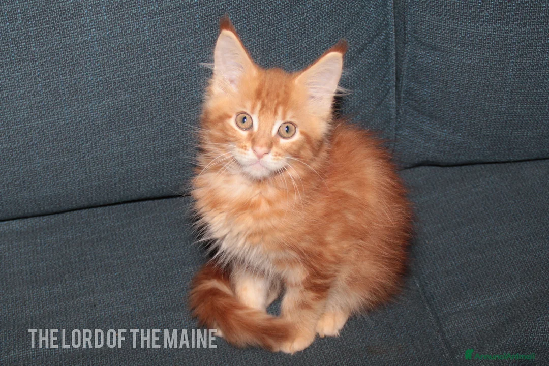 Immagine della galleria {{count}}