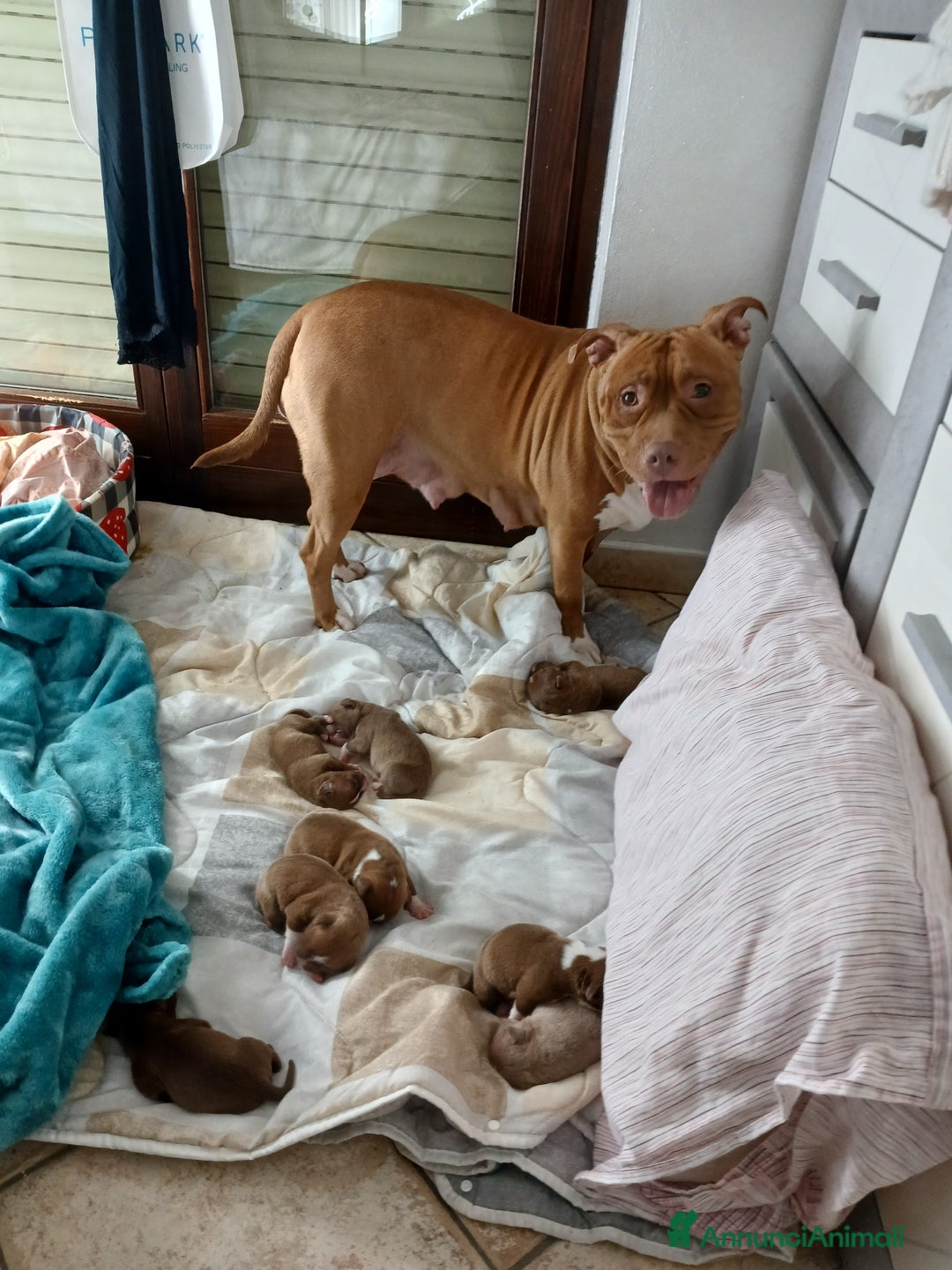 Pitbull cani in vendita: PITBULL a Città Metropolitana di Torino - Immagine 7