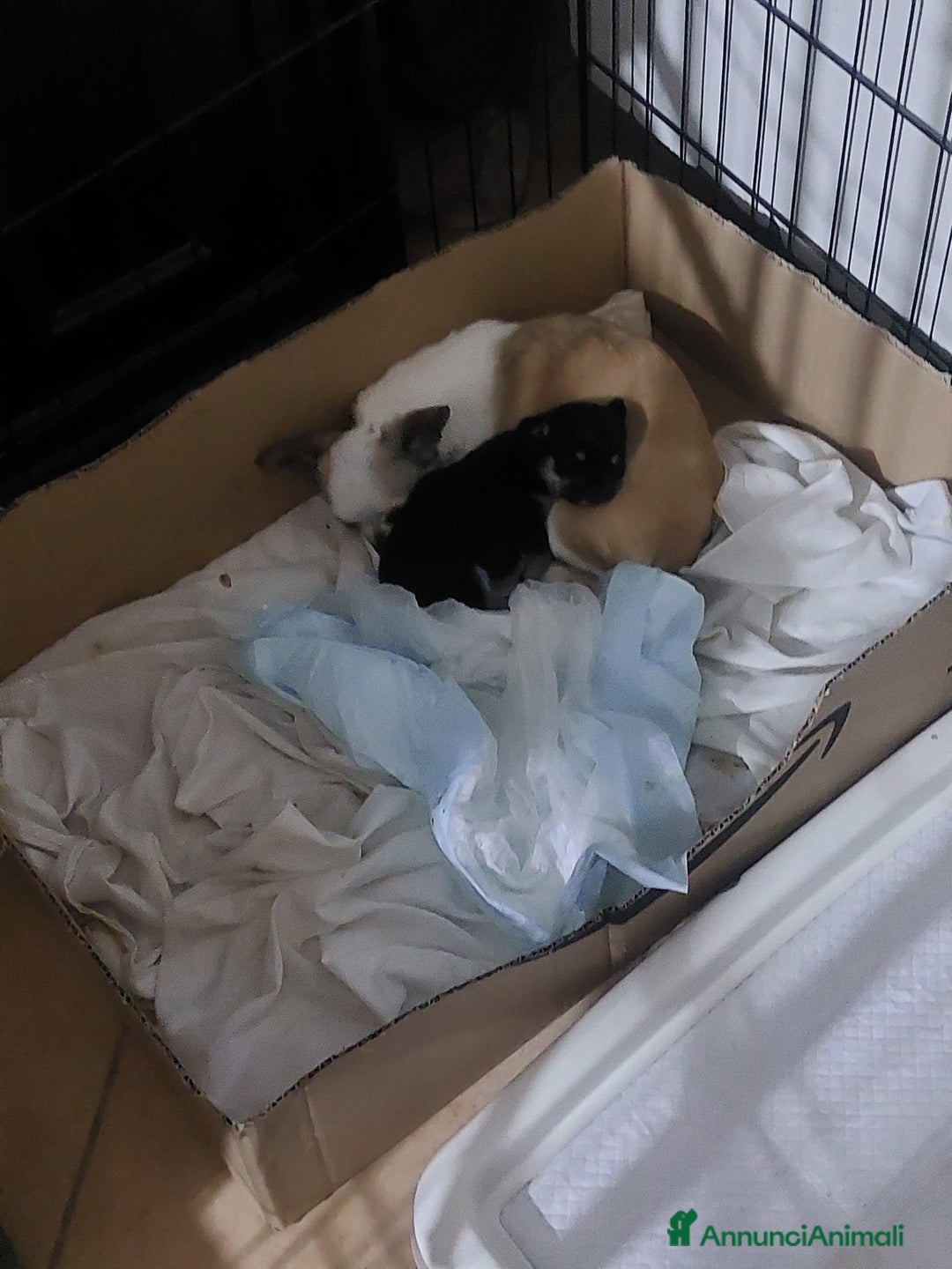 Chihuahua cani in vendita: Chihuahua toy pedigree Enci  - Annuncio 10