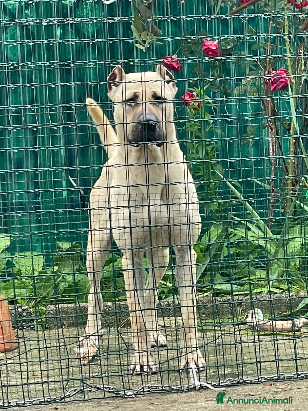 Cane Corso cani in vendita: Cuccioli di Cane Corso D Élite  - Annuncio 8