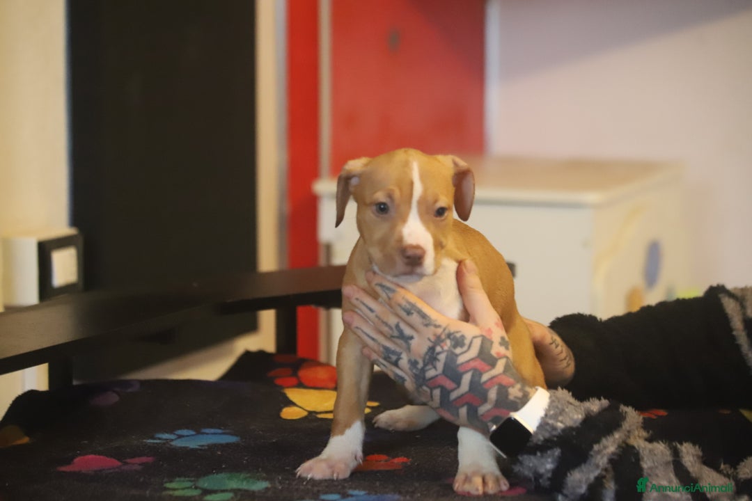 Pitbull cani in vendita: Cuccioli di Pit Bull con pedigree anche a rate - Annuncio 23