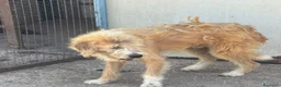Meticcio cani in regalo: LOLLO 9 anni cerca casa - in adozione a Latina - Annuncio 3