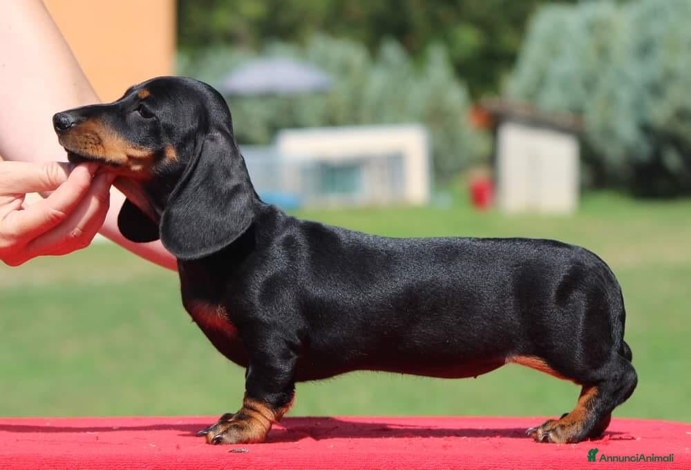 Bassotto cani BASSOTTI TEDESCHI PELO CORTO  - Annuncio 1