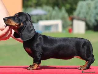 Bassotto cani BASSOTTI TEDESCHI PELO CORTO - Annuncio 1