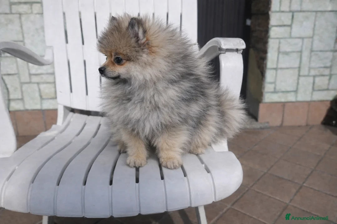 Volpino Pomerania cani in vendita: Volpino pomerania femmina pedigree - Annuncio 3