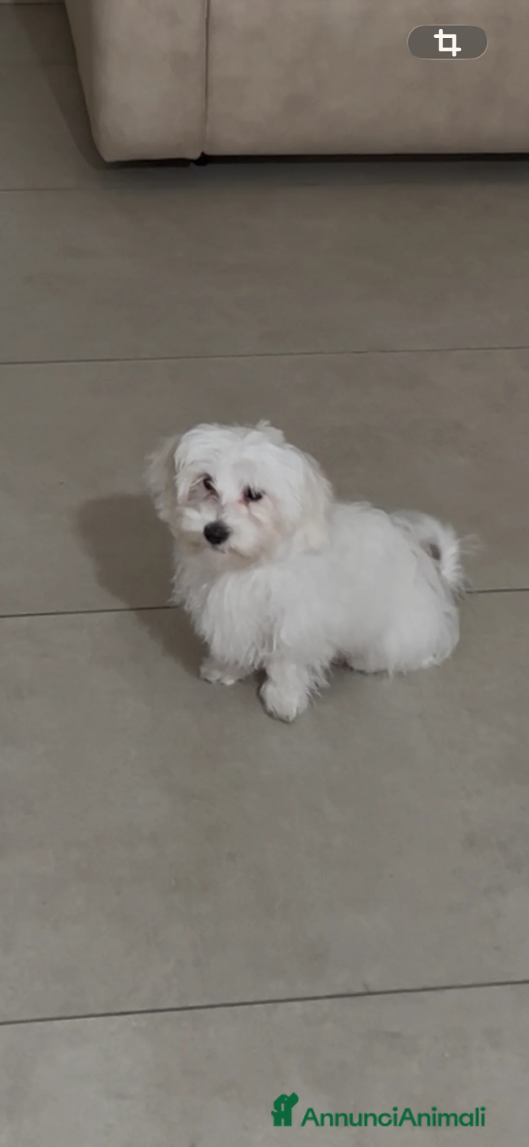 Maltese cani in vendita: Maltese a Città metropolitana di Reggio Calabria - Annuncio 4