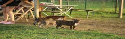 Pitbull cani in vendita: Cuccioli Pit Bull con pedigree anche a rate - Annuncio 36