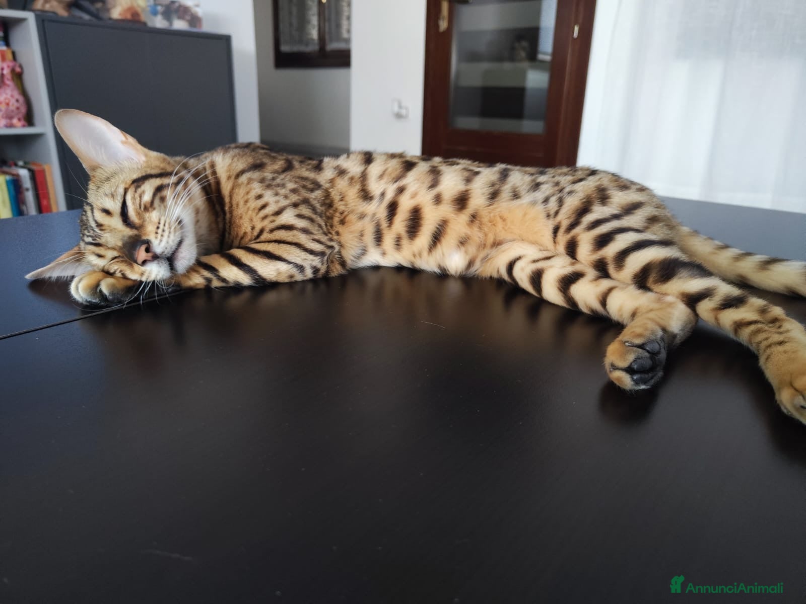 Bengala gatti Femmina bengala  - Annuncio 1