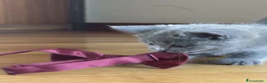STELLA