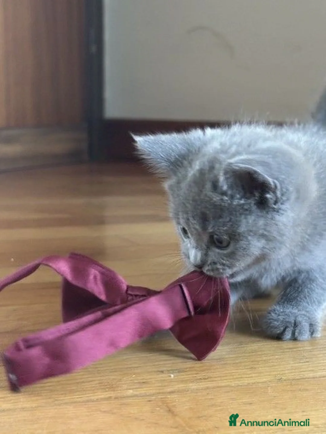 Scottish gatti in vendita: Cucciolata Scottish-British - Annuncio 14