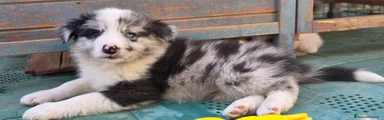 Border Collie Cucciolo 3