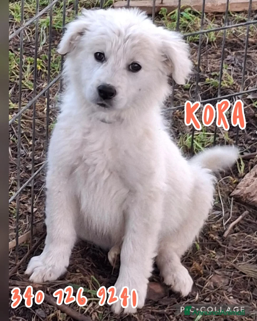 Meticcio cani in regalo: KORA 🩷 - cucciola taglia medio-grande.Mix pastore a Provincia di Massa e Carrara - Annuncio 1