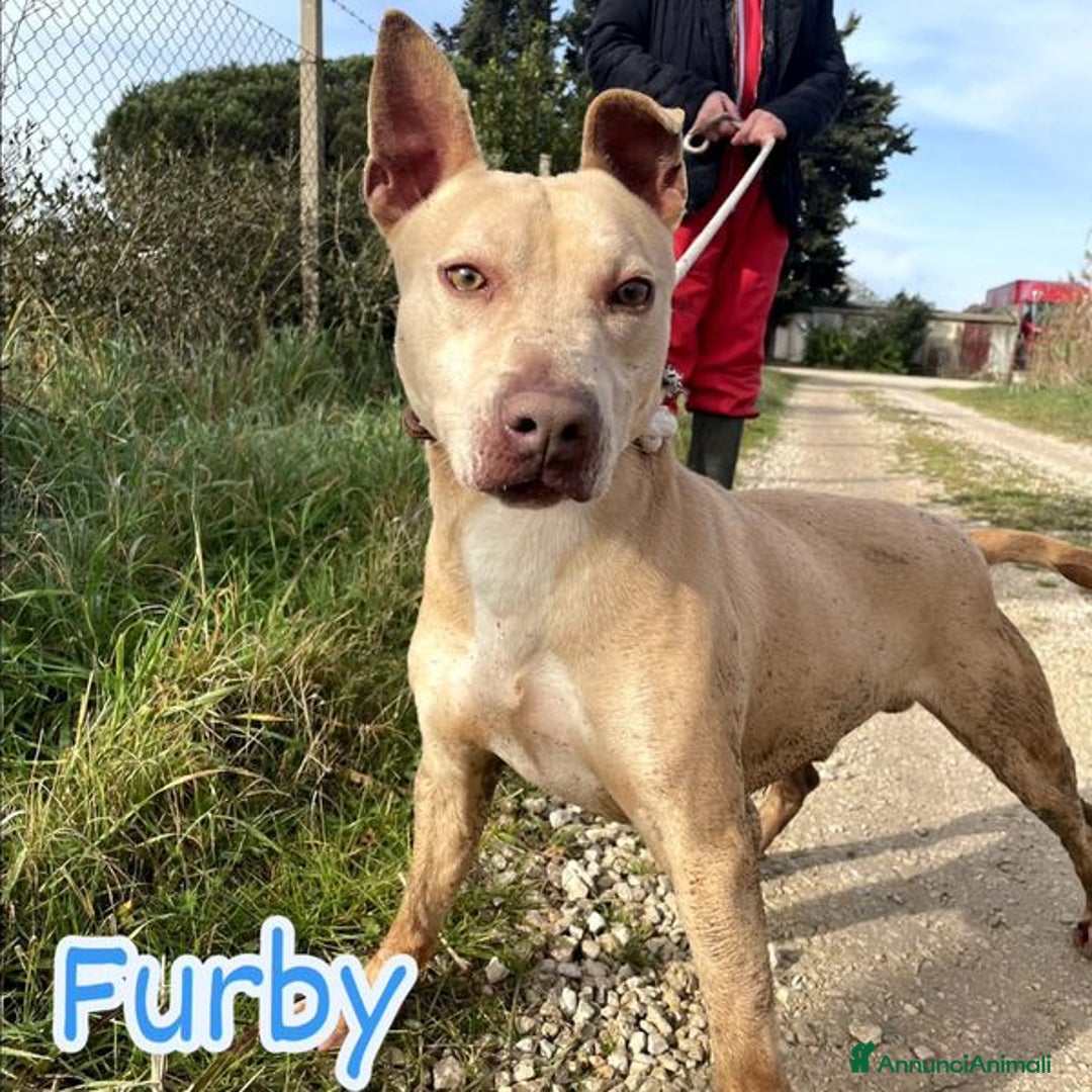 Meticcio cani in regalo: FURBY, argento vivo in corpo e occhi verdi  a Provincia di Latina - Annuncio 7