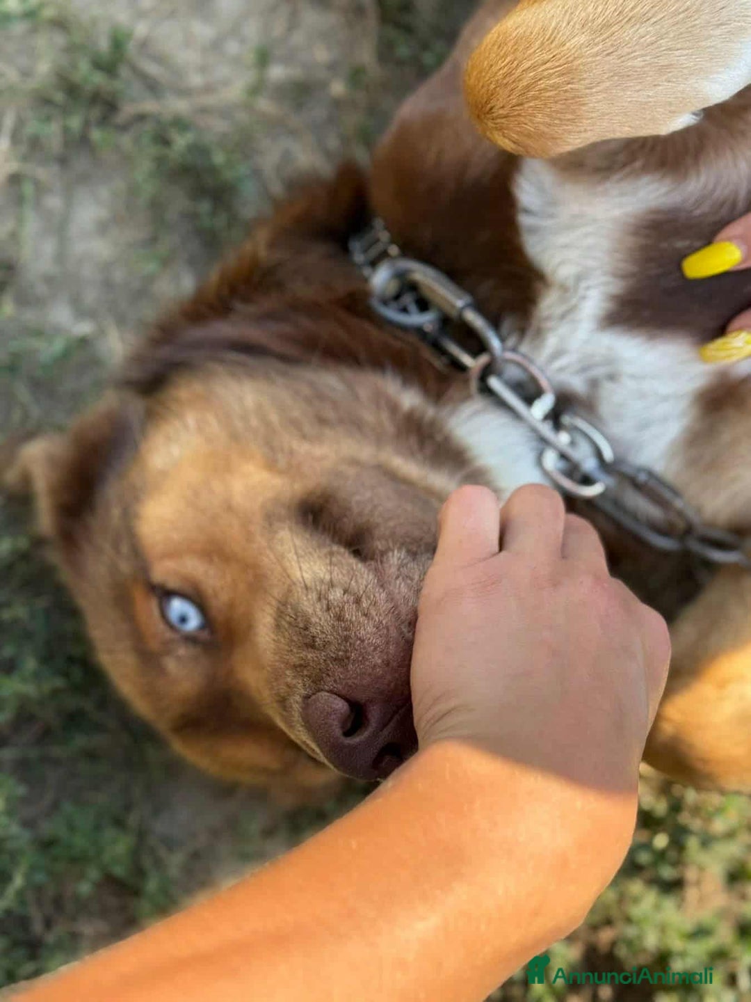 Meticcio cani in regalo: AURON, dagli occhi più belli del mondo! - Annuncio 4