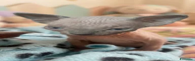 Sphynx Gattino 1