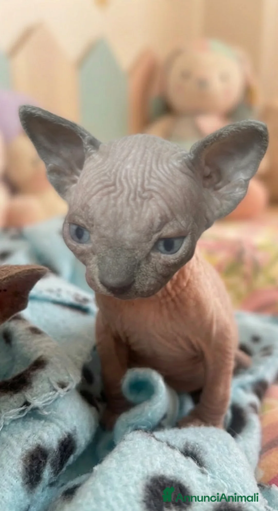 Sphynx gatti in vendita: Cuccioli Sphynx cercano casa  - Annuncio 5