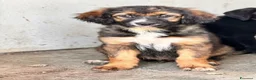 Meticcio cani in regalo: Isotta Daemon Isabel Cecilia Brio - Annuncio 3