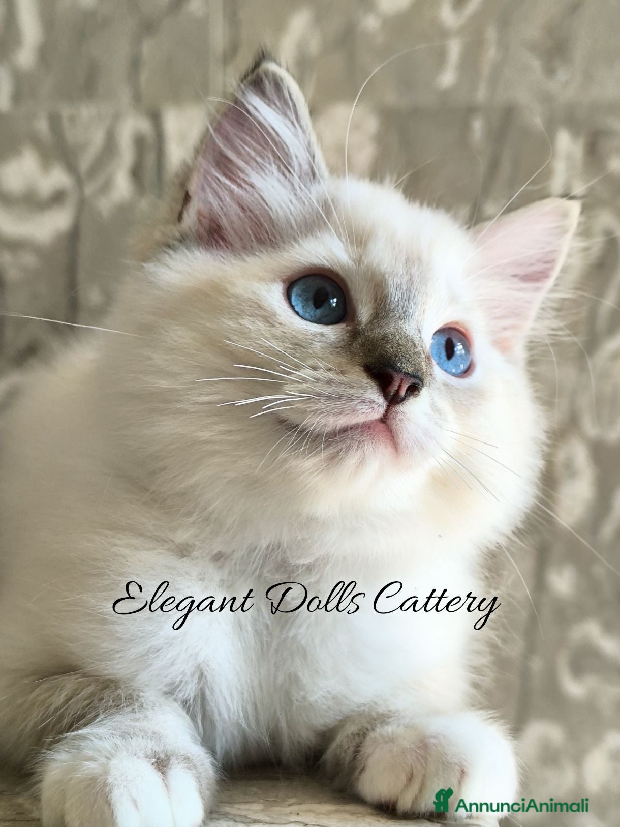 Ragdoll gatti Cucciola Ragdoll disponibile a Roma - Annuncio 36