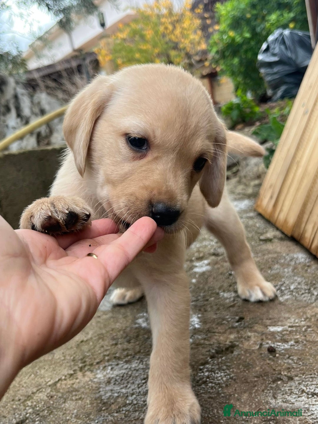Labrador cani in vendita: Cucciola di labrador - Annuncio 4