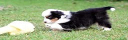 Miniature American Shepherd cani in vendita: MINIATURE AMERICAN SHEPHERD - Annuncio 13