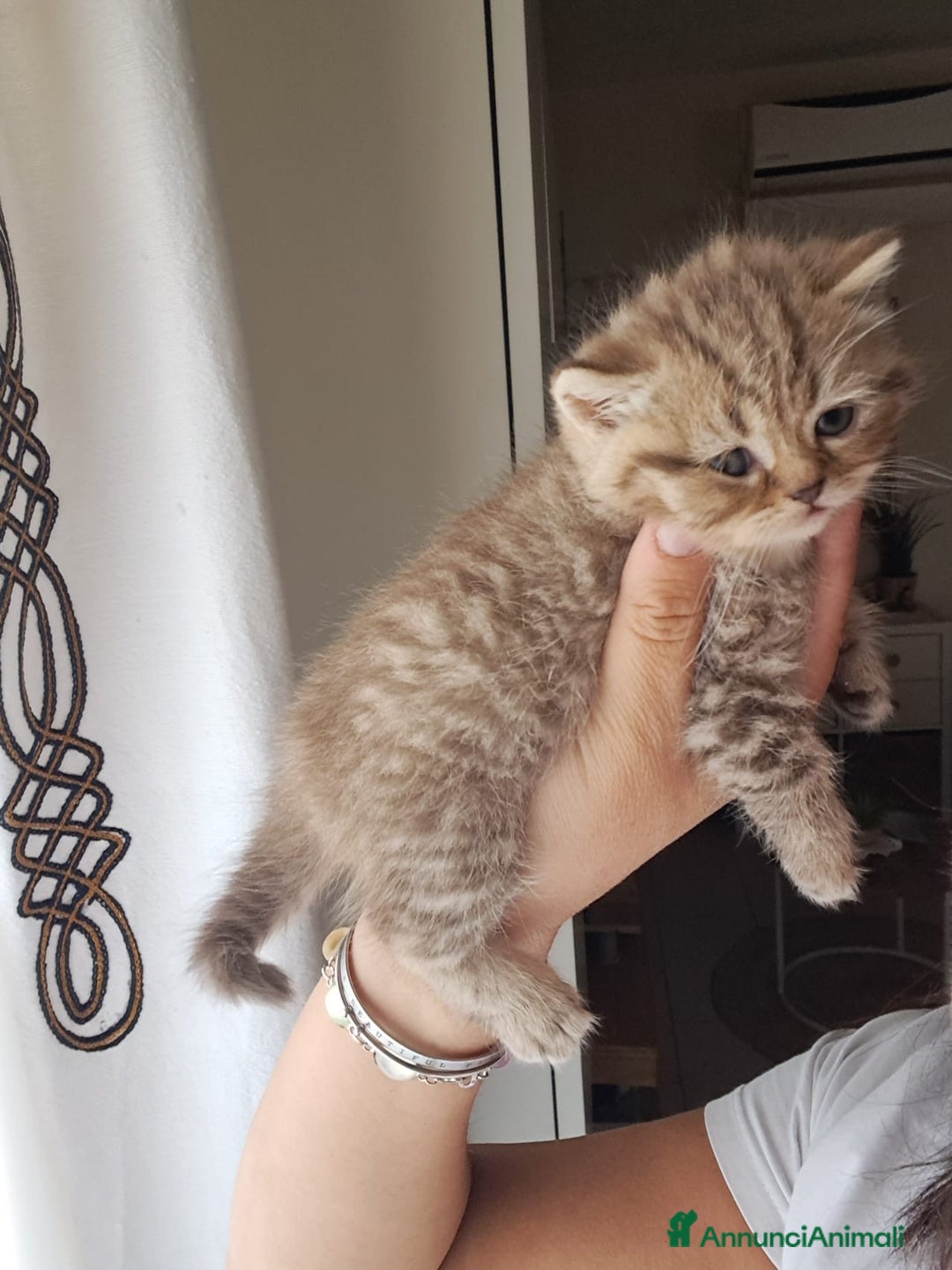 Scottish gatti in vendita: Fantastici Gattini Scottish Straight  - Annuncio 8