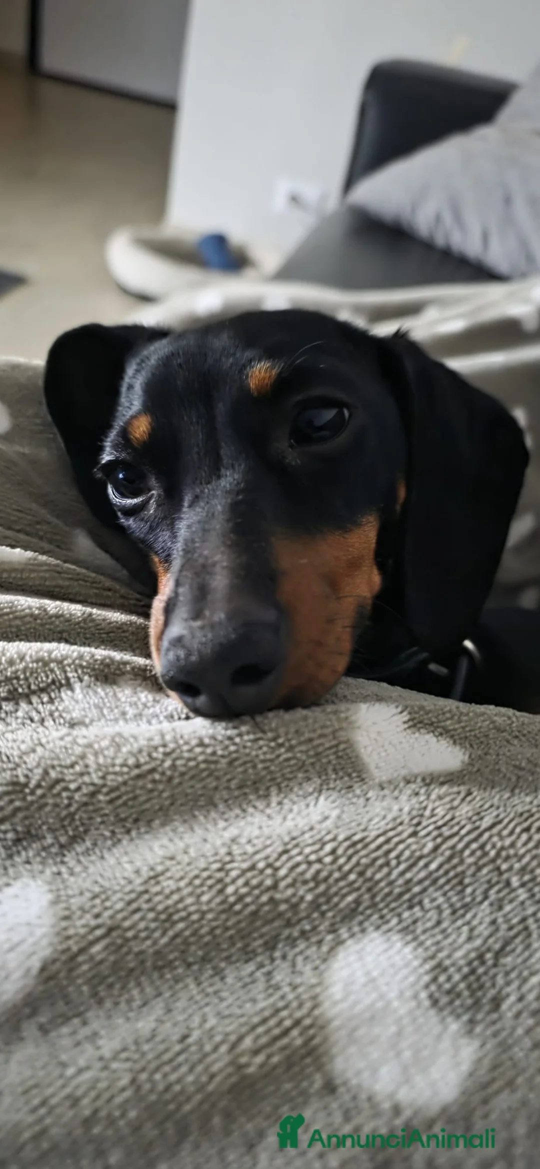 Bassotto cani per accoppiamento: Cerco maschio per monta - Annuncio 4