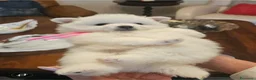 Volpino Italiano cani in vendita: Cuccioli di Volpino Italiano - Annuncio 12