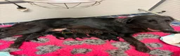 Flat Coated cani in vendita: Cuccioli Flat Coated Retriever disponibili - Annuncio 2