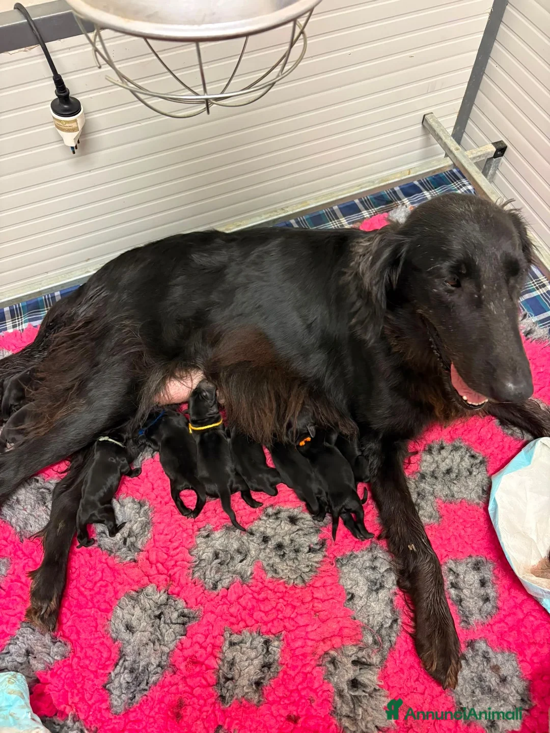 Flat Coated cani in vendita: Cuccioli Flat Coated Retriever disponibili - Annuncio 2