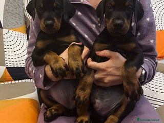Dobermann cani Cuccioli dobermann - Annuncio 3