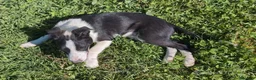 Border Collie cani in vendita: Vendo Border Collie a pelo corto - Annuncio 4