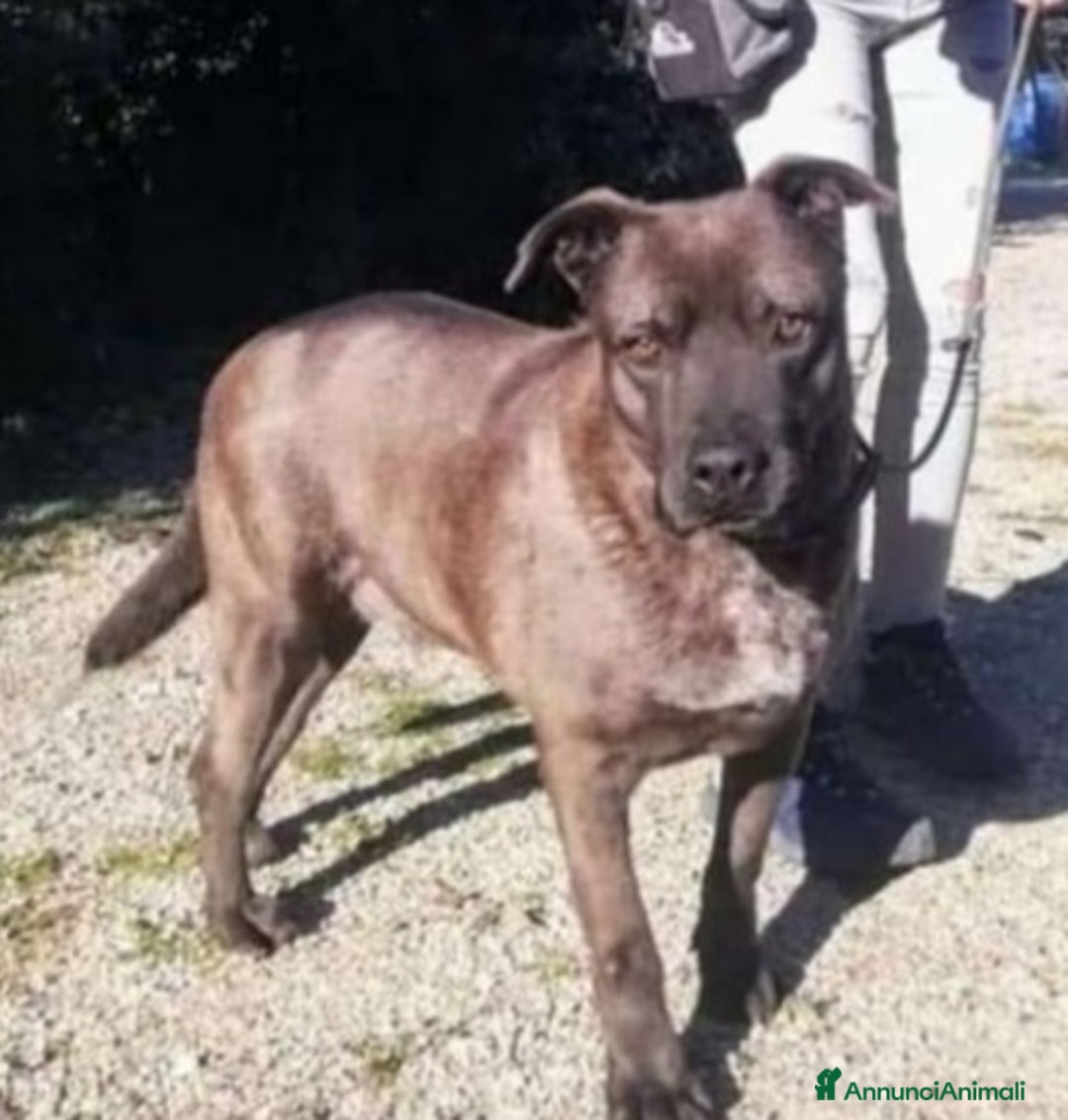 Meticcio cani in regalo: 5anni manto nocciola triste in canile.LECCE SOS a Città metropolitana di Milano - Annuncio 1