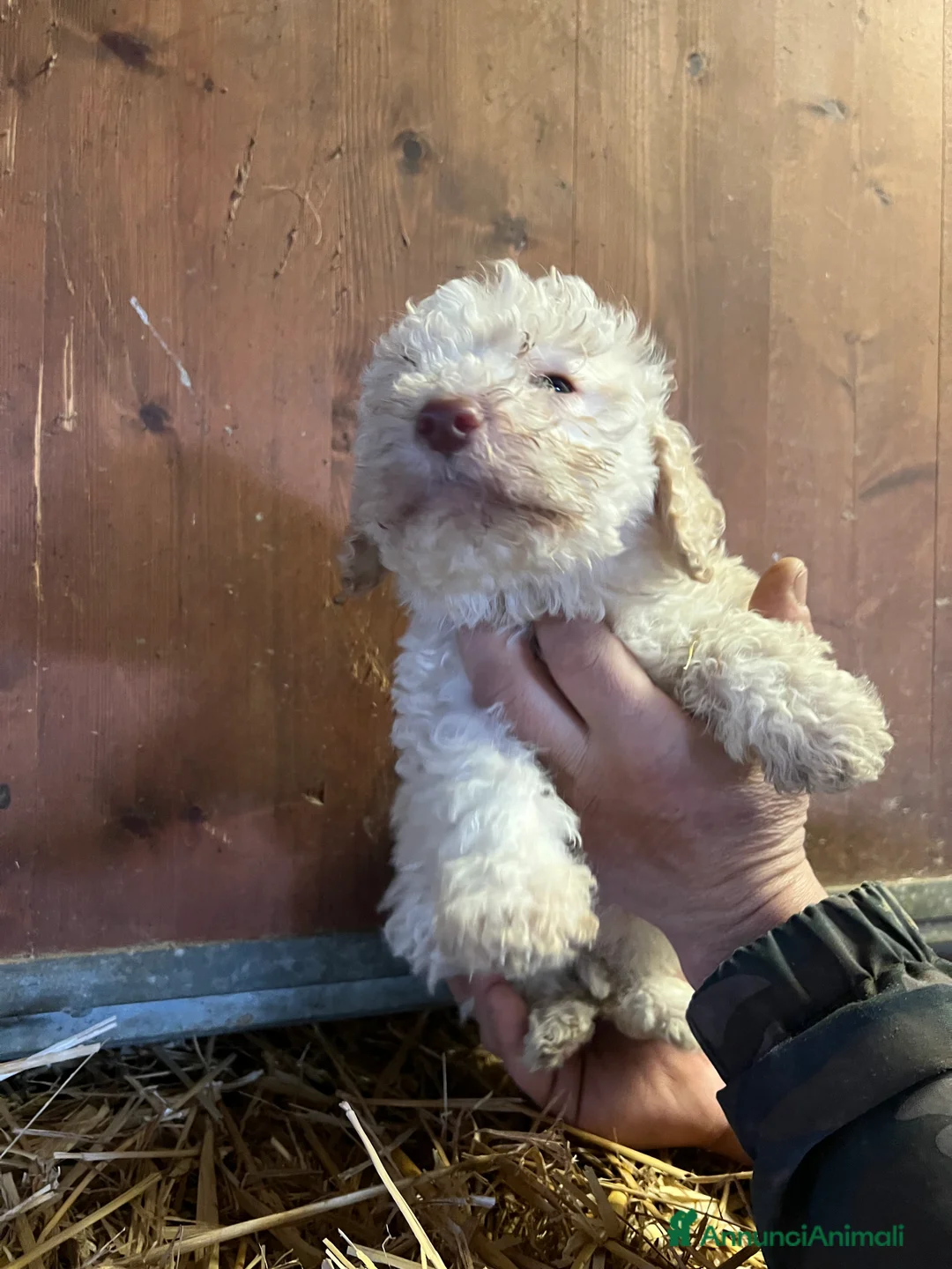 Lagotto cani in vendita: Cuccioli Lagotto - Annuncio 4