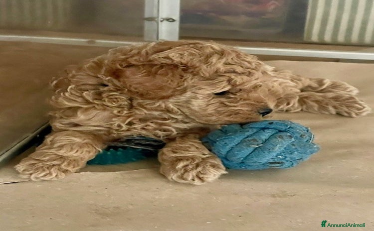 Barboncino Toy cani a Provincia di Pistoia - Annuncio 4