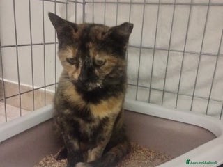 Altre razze gatti Mamy, dolcissima, circa un anno, cerca casa - Annuncio 1