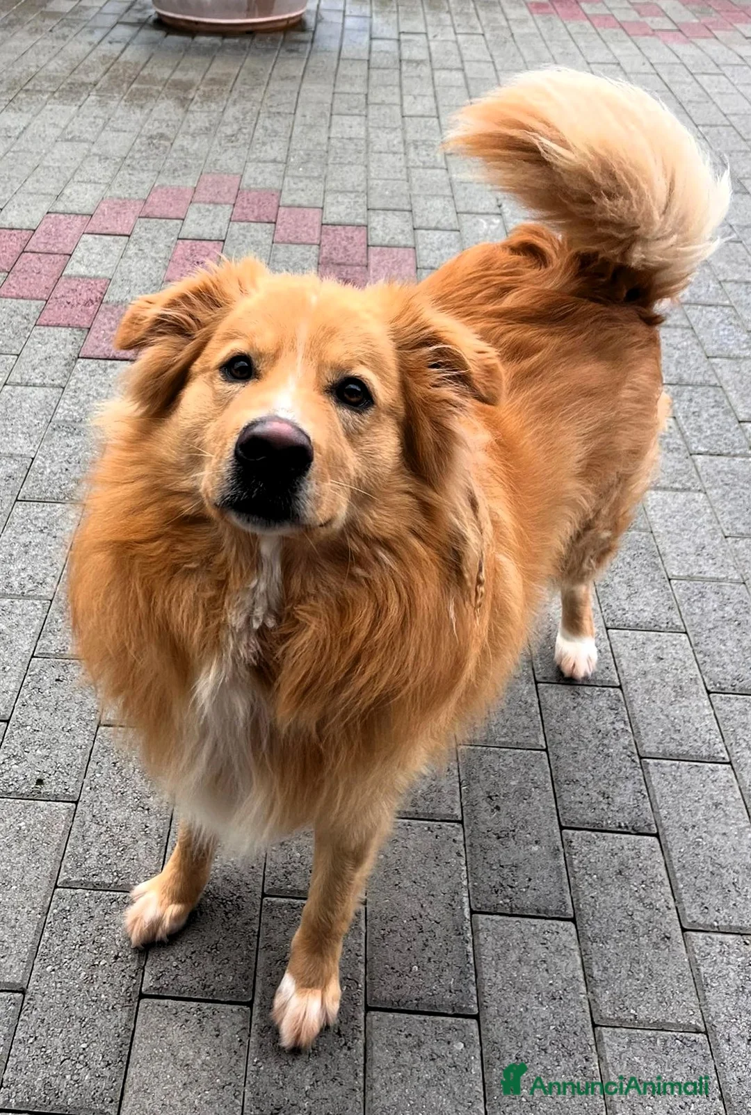 Meticcio cani in regalo: DIOR CAGNOLINO FULVO - Annuncio 1