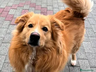 Meticcio cani DIOR CAGNOLINO FULVO - Annuncio 2