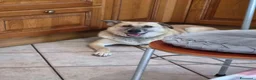 Meticcio cani in regalo: Raja, un'equilibrata meticcia di circa 5 anni - Annuncio 11