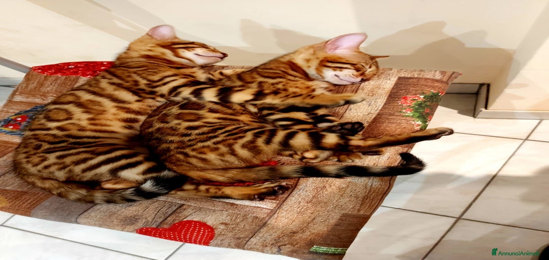 Immagine della galleria {{count}}