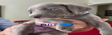 Weimaraner 6