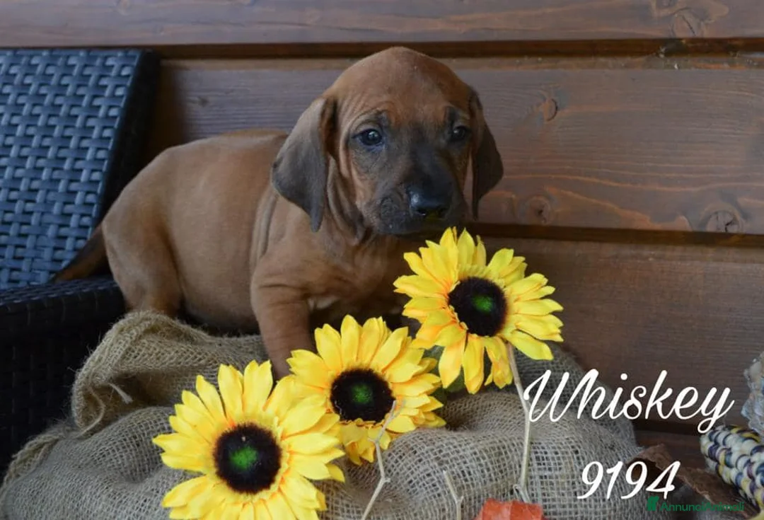 Immagine della galleria {{count}}