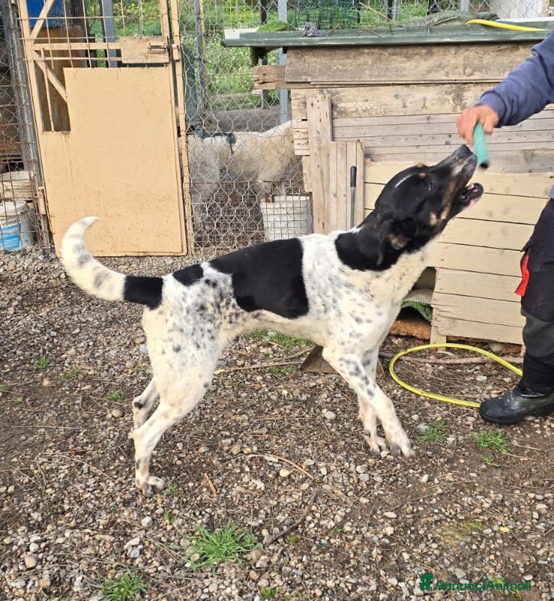 Meticcio cani in regalo: Oliver un carattere meraviglioso a Città Metropolitana di Milano - Annuncio 7