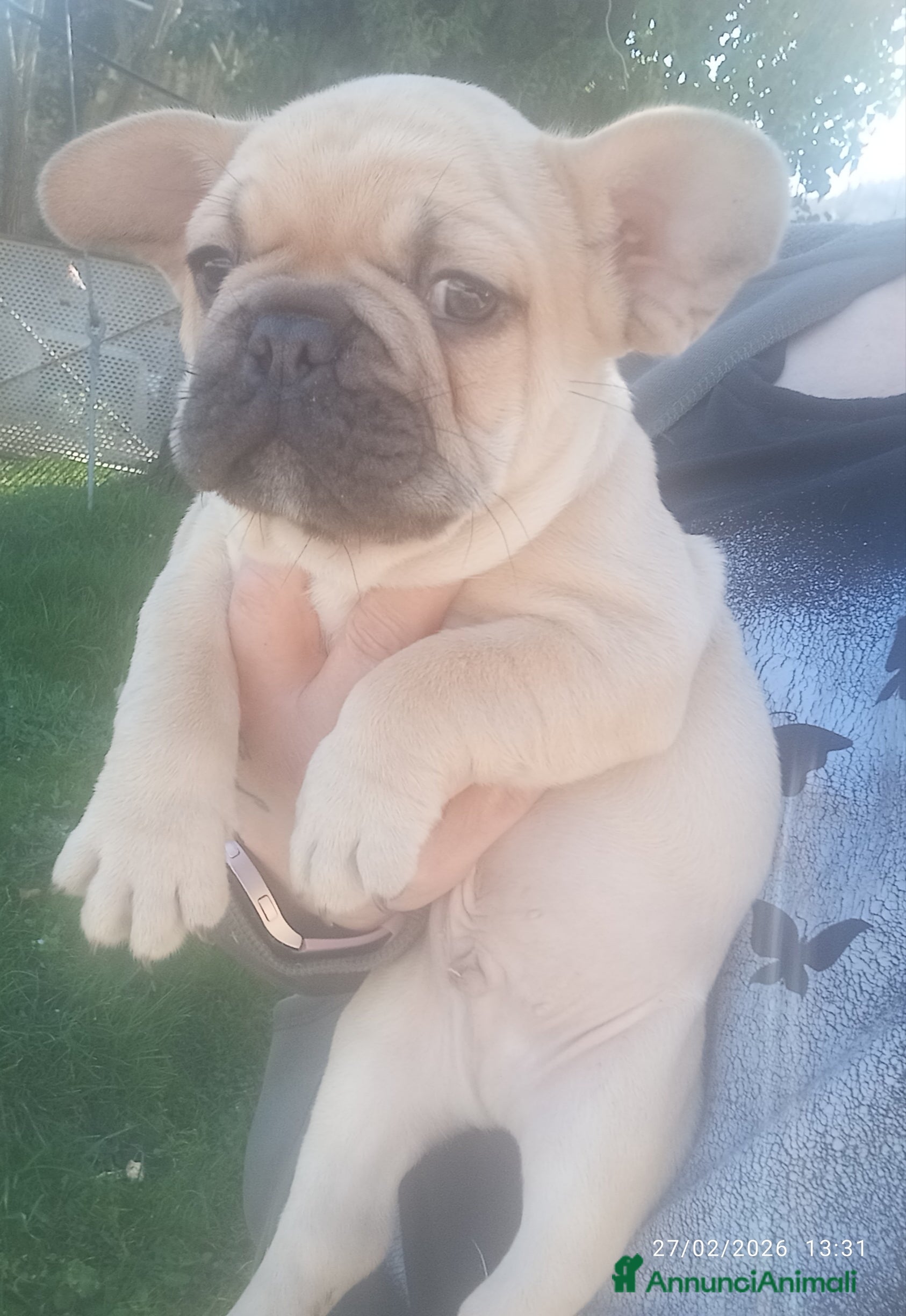 Bulldog Francese cani Bulldog francese  - Annuncio 8